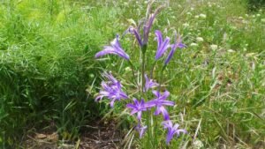 latitude : 34.307701 longitude : 35.996101