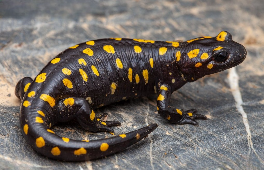 latitude : 34.307701 longitude : 35.996101 latitude : 34.307701 longitude : 35.996101