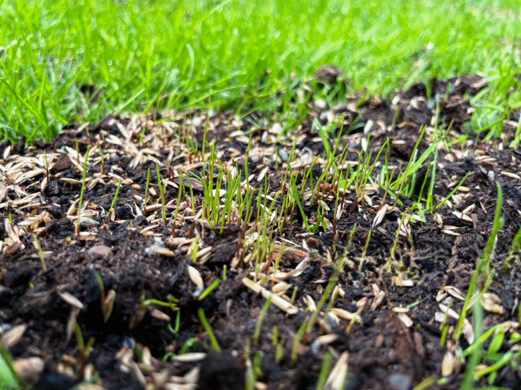 semer pelouse sans retourner terre semer pelouse sans retourner terre