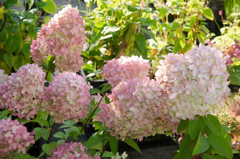 peegee hydrangea
