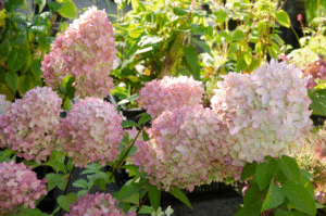 peegee hydrangea