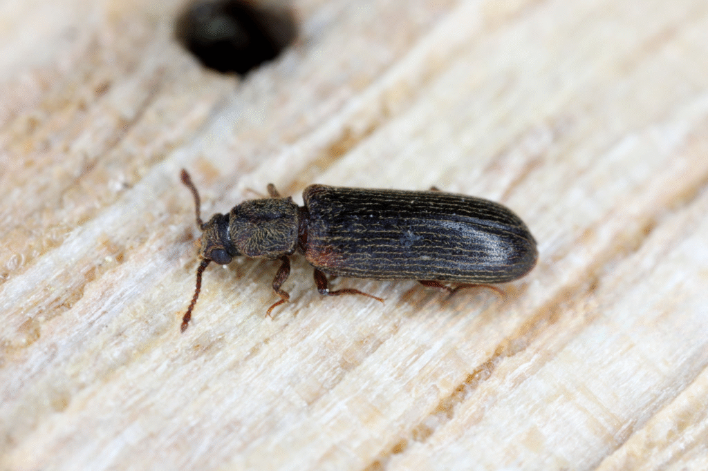 lyctus danger pour l'homme