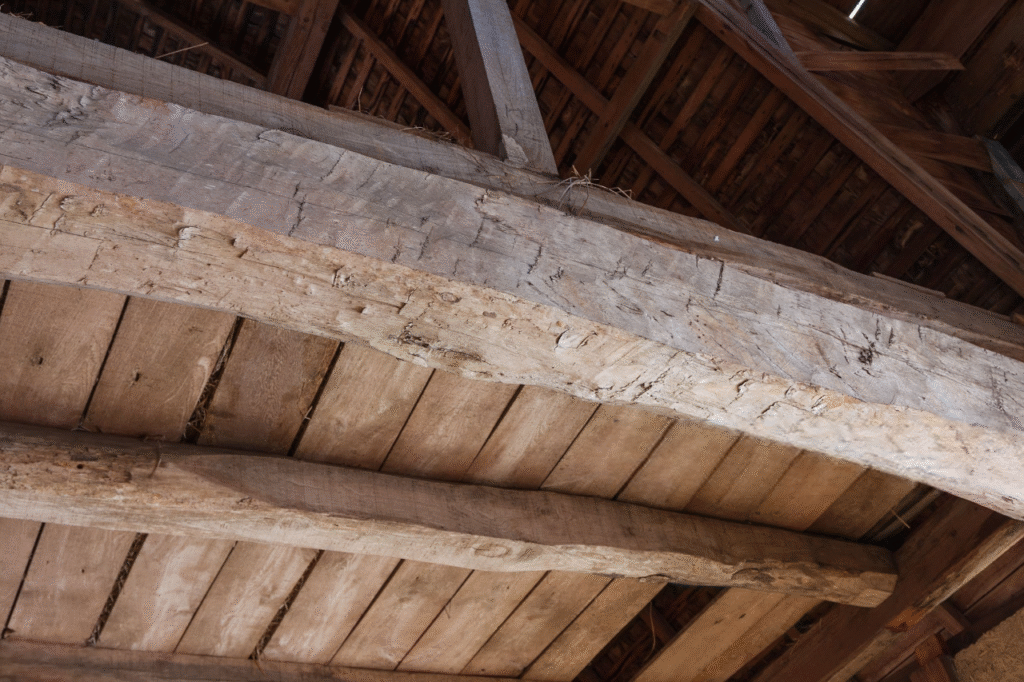 lyctus danger pour l'homme