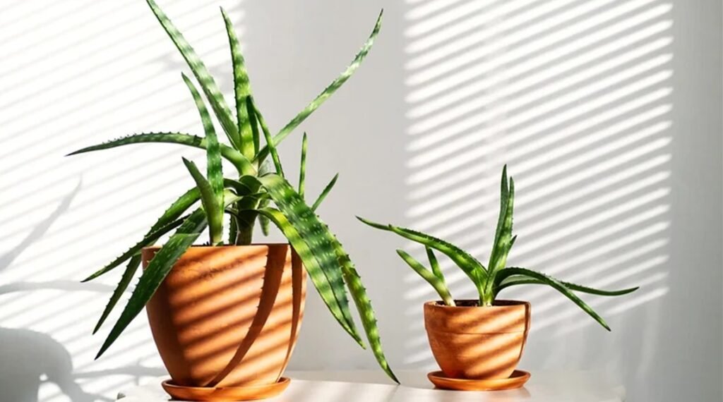 où placer un aloe vera dans la maison