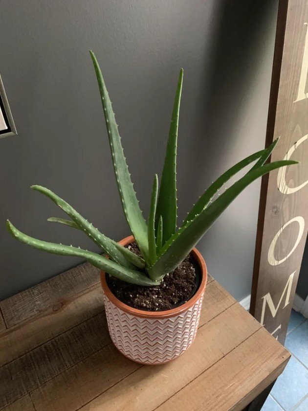 où placer un aloe vera dans la maison