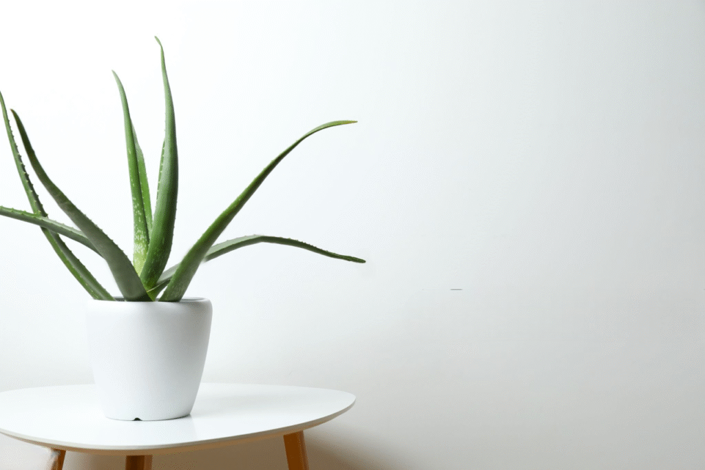 où placer un aloe vera dans la maison