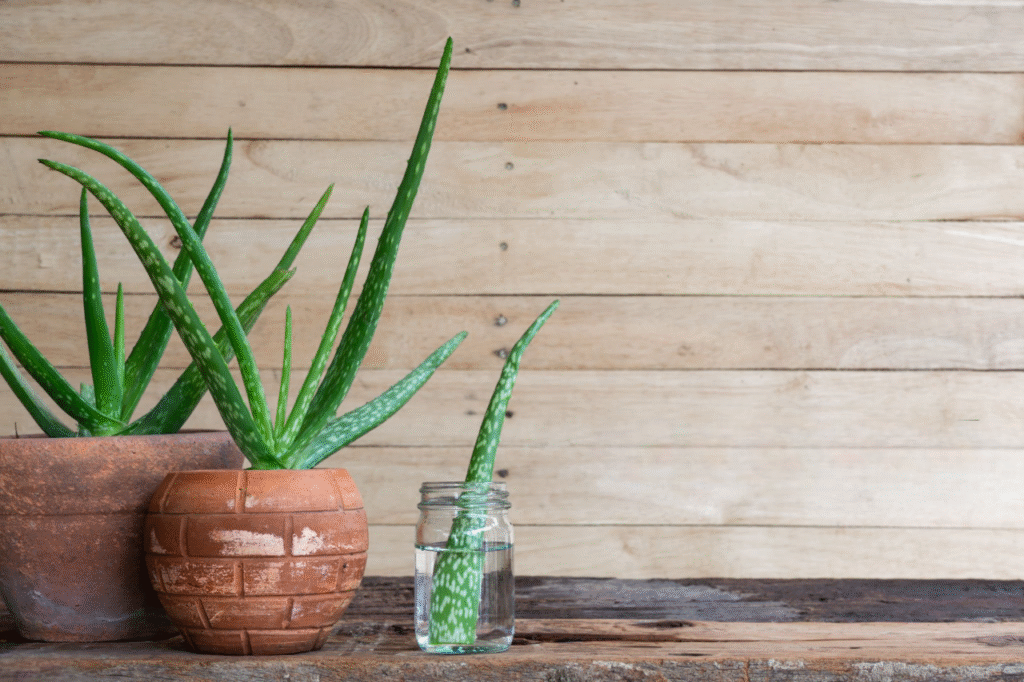 où placer un aloe vera dans la maison