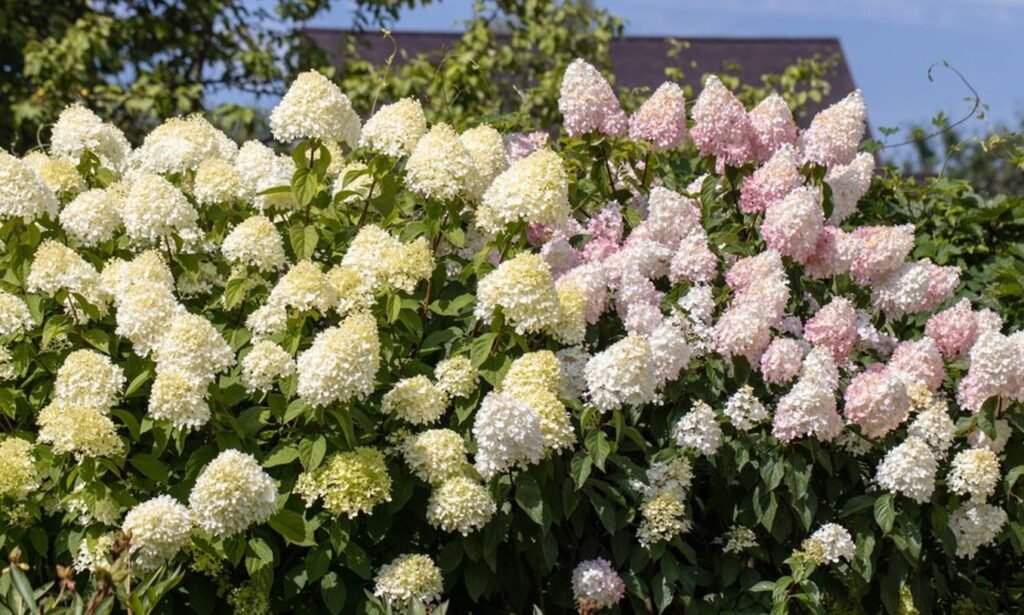 peegee hydrangea peegee hydrangea