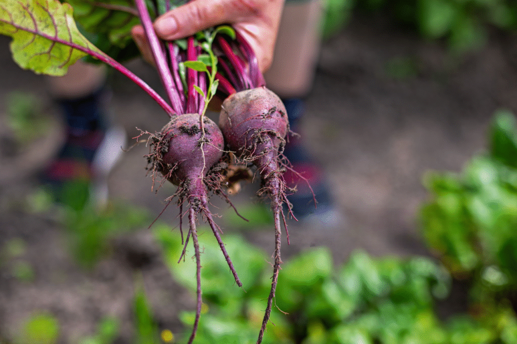 peut-on laisser les betteraves rouges en terre peut-on laisser les betteraves rouges en terre