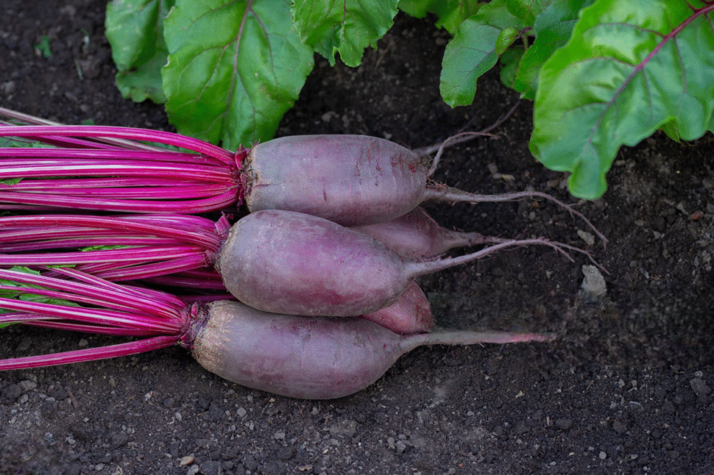 peut-on laisser les betteraves rouges en terre peut-on laisser les betteraves rouges en terre