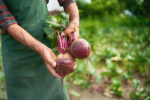 peut-on laisser les betteraves rouges en terre